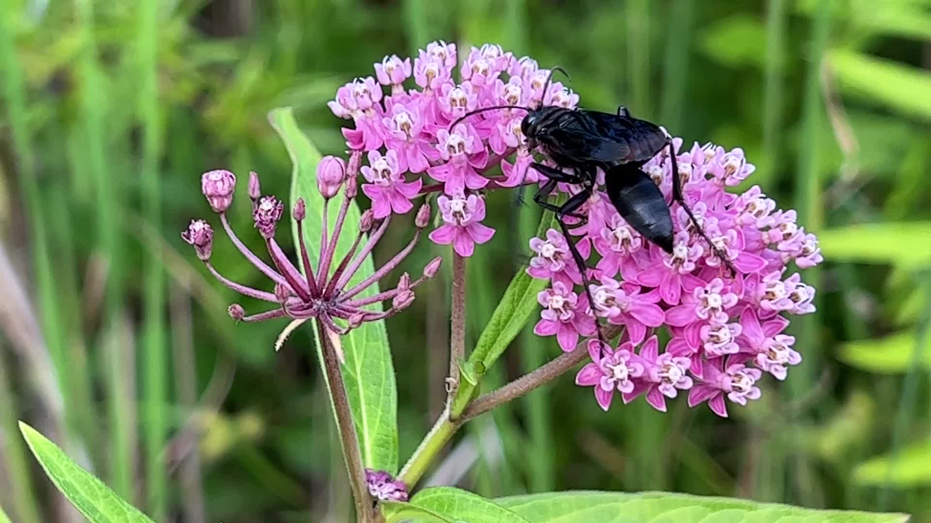 Great black wasp