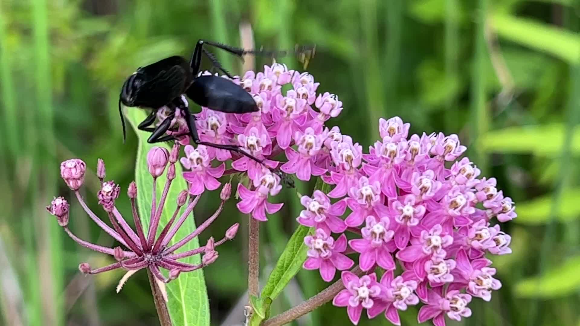 Great black wasp
