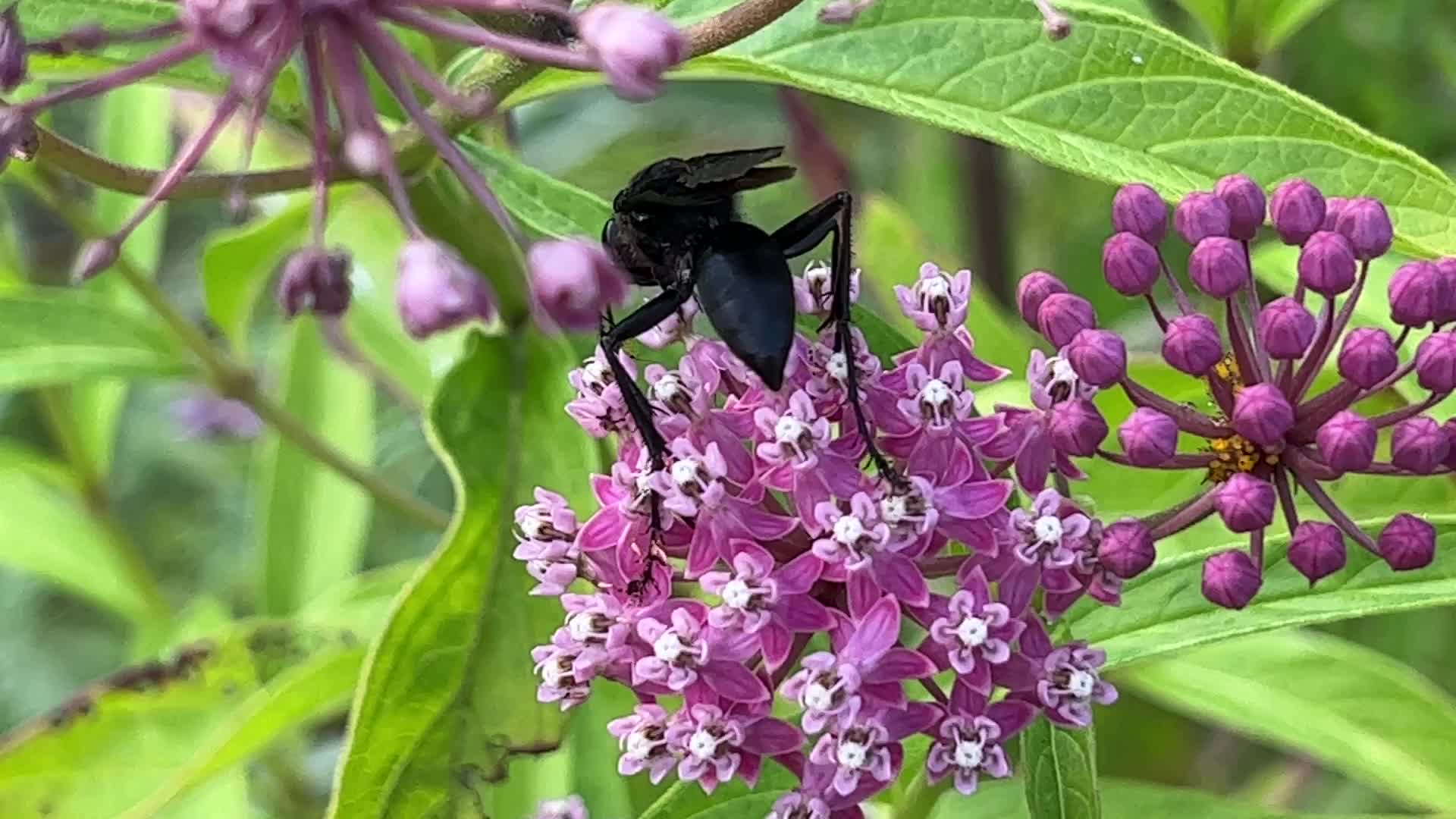 Great black wasp