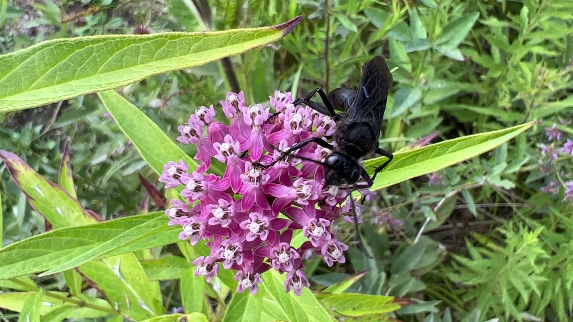 Great black wasp