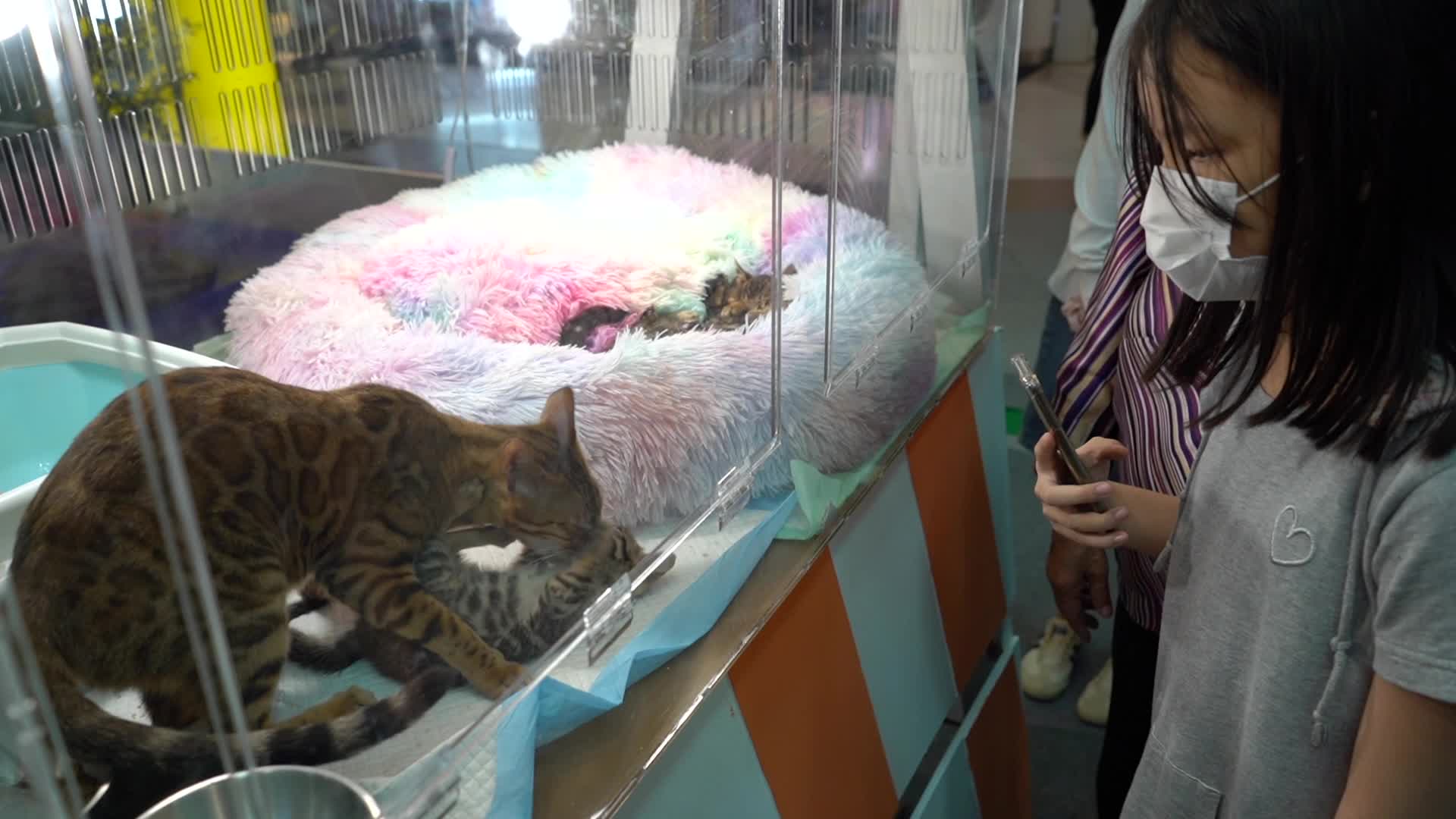 Cat Fashion Show in Bangkok.