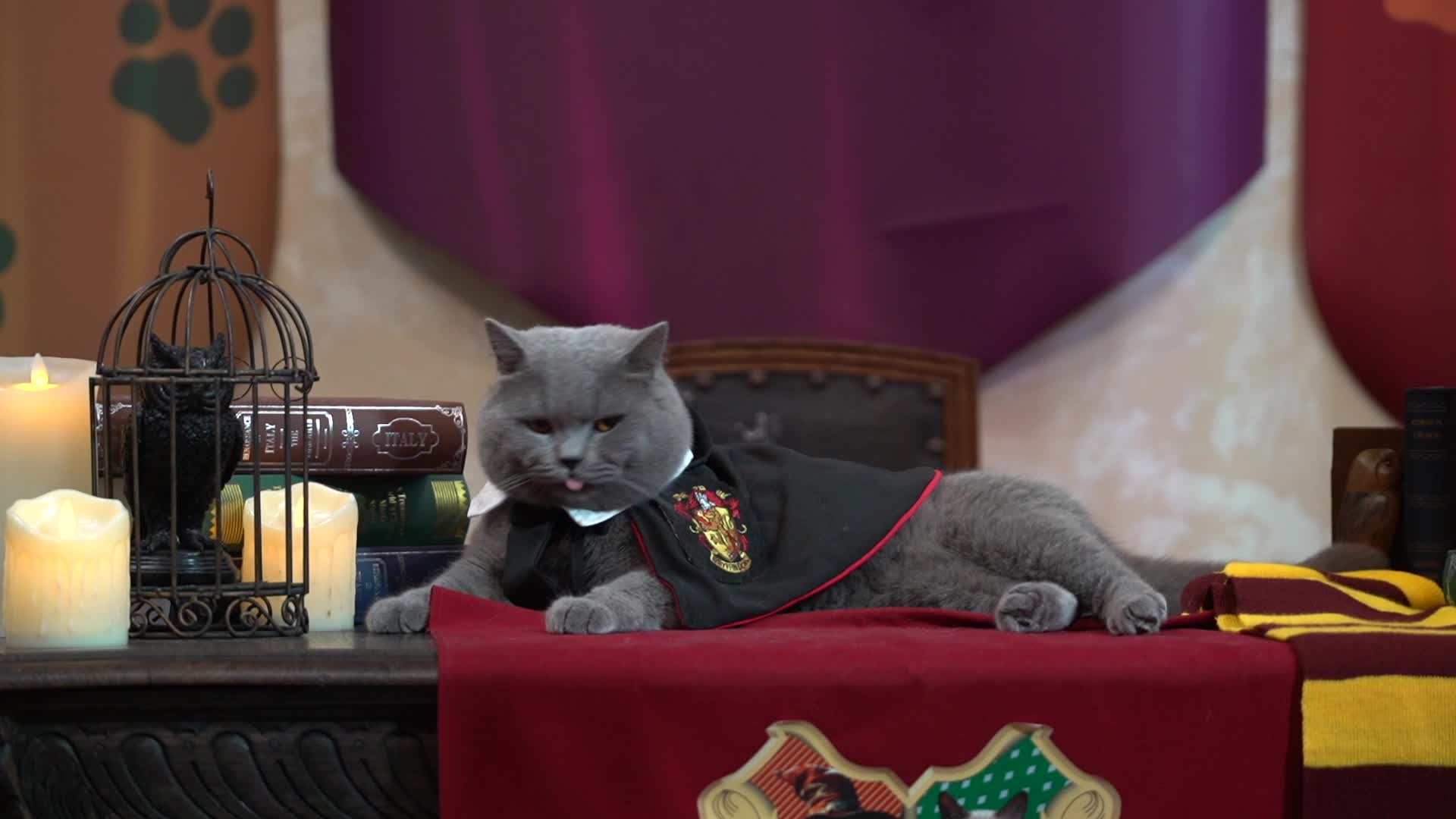 Cat Fashion Show in Bangkok.