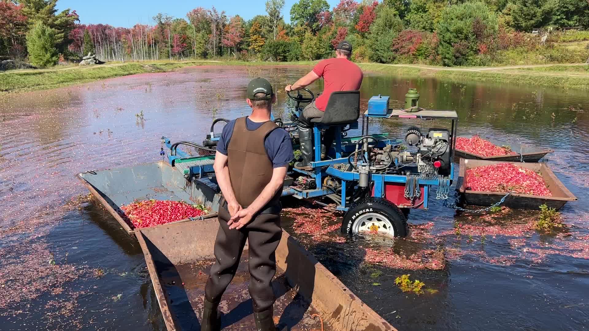 Cranberry harvest in Ontario