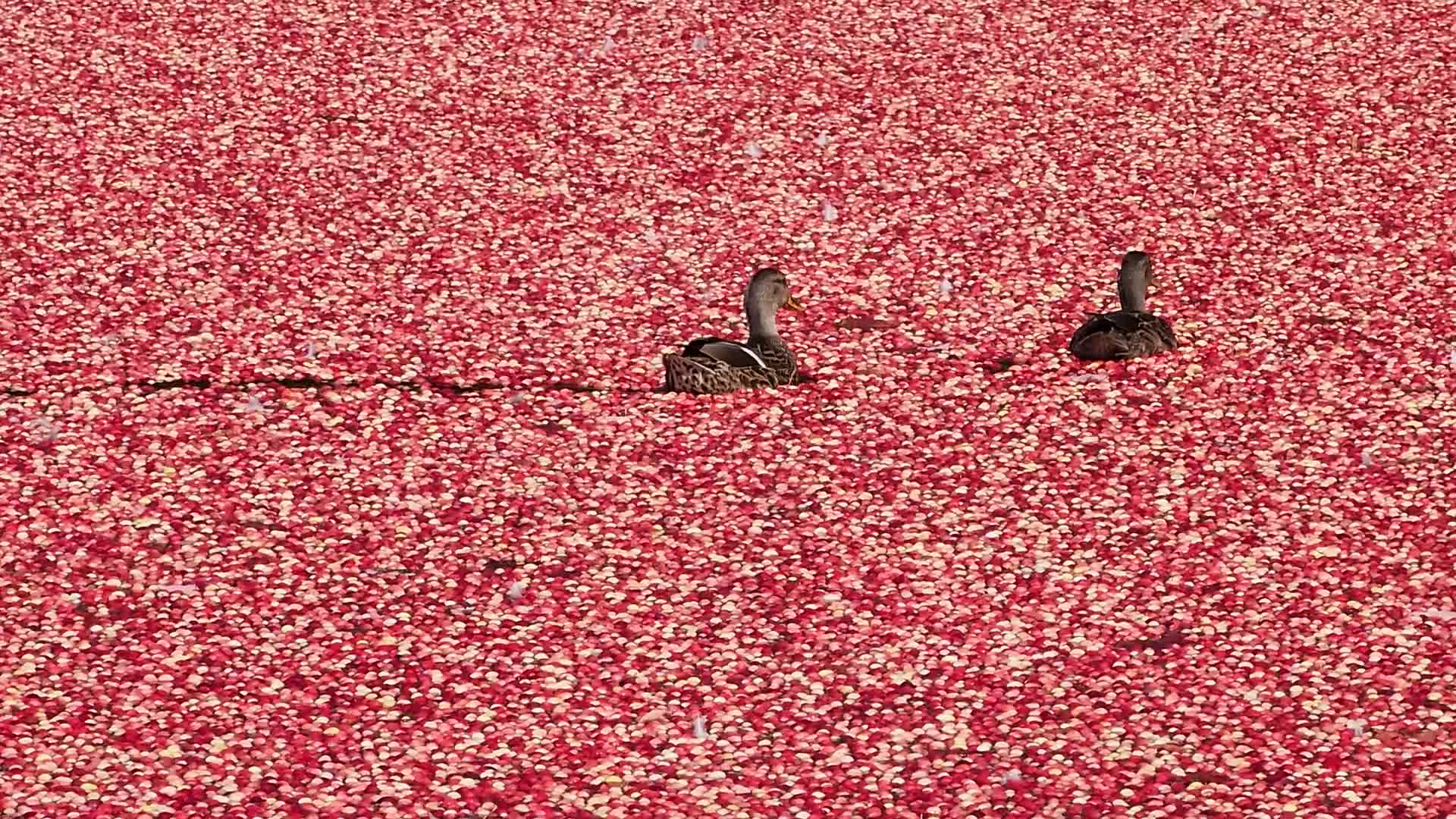 Cranberry harvest in Ontario