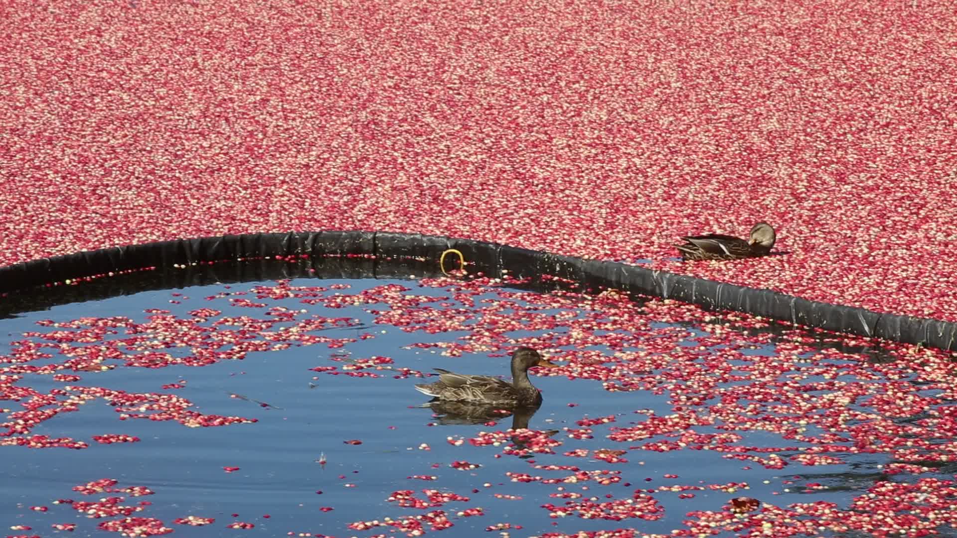 Cranberry harvest in Ontario