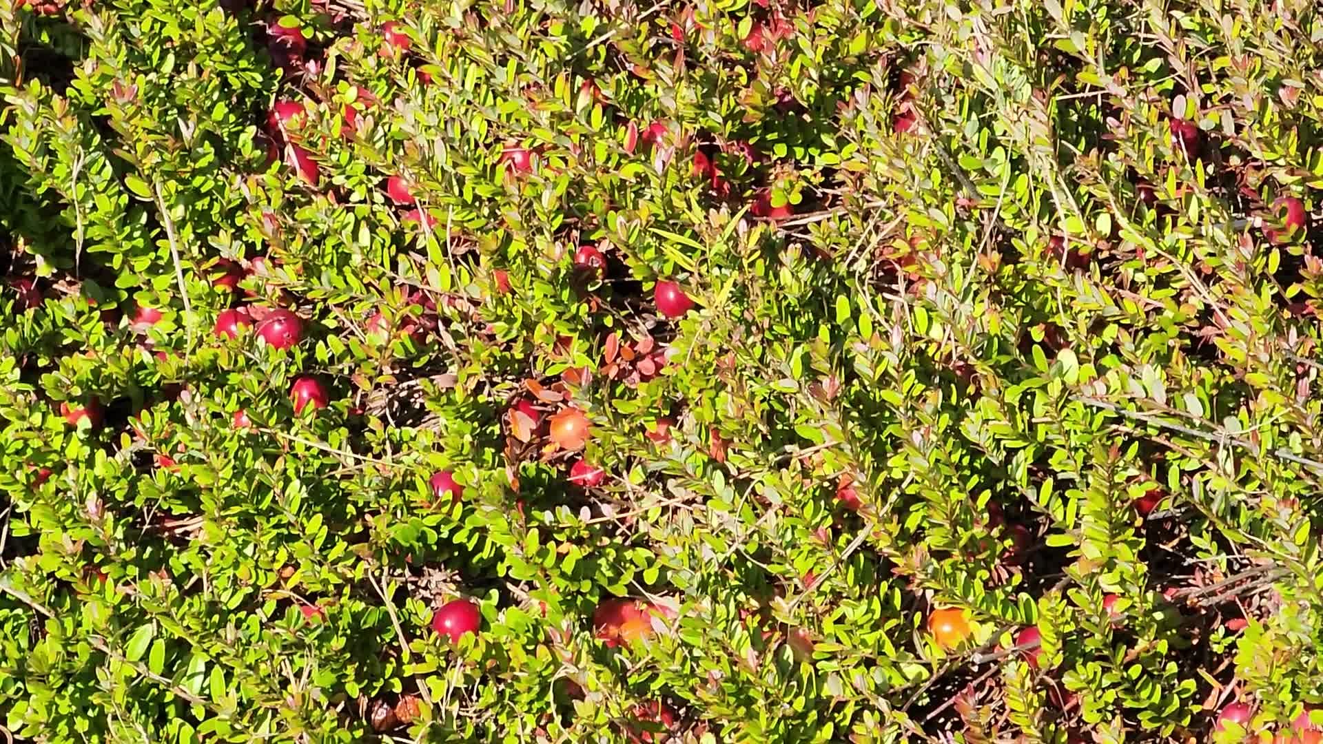 Cranberry harvest in Ontario