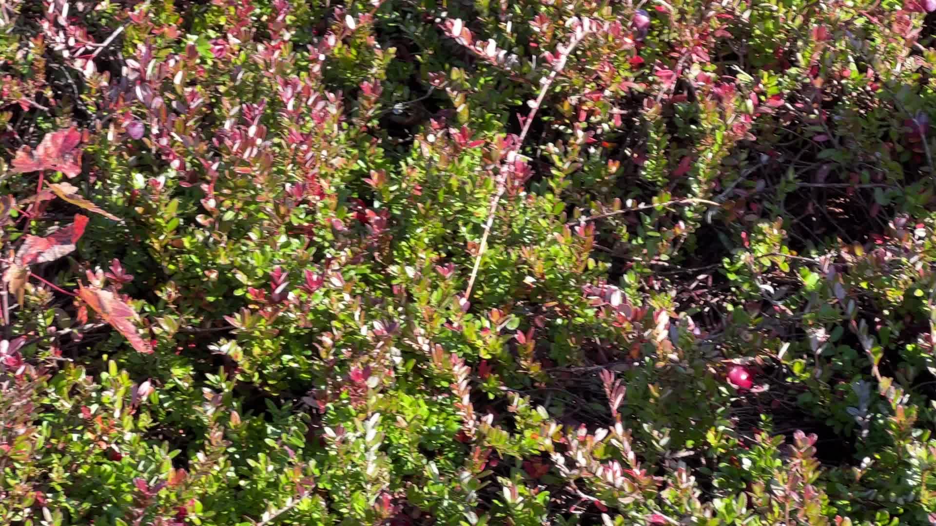 Cranberry harvest in Ontario