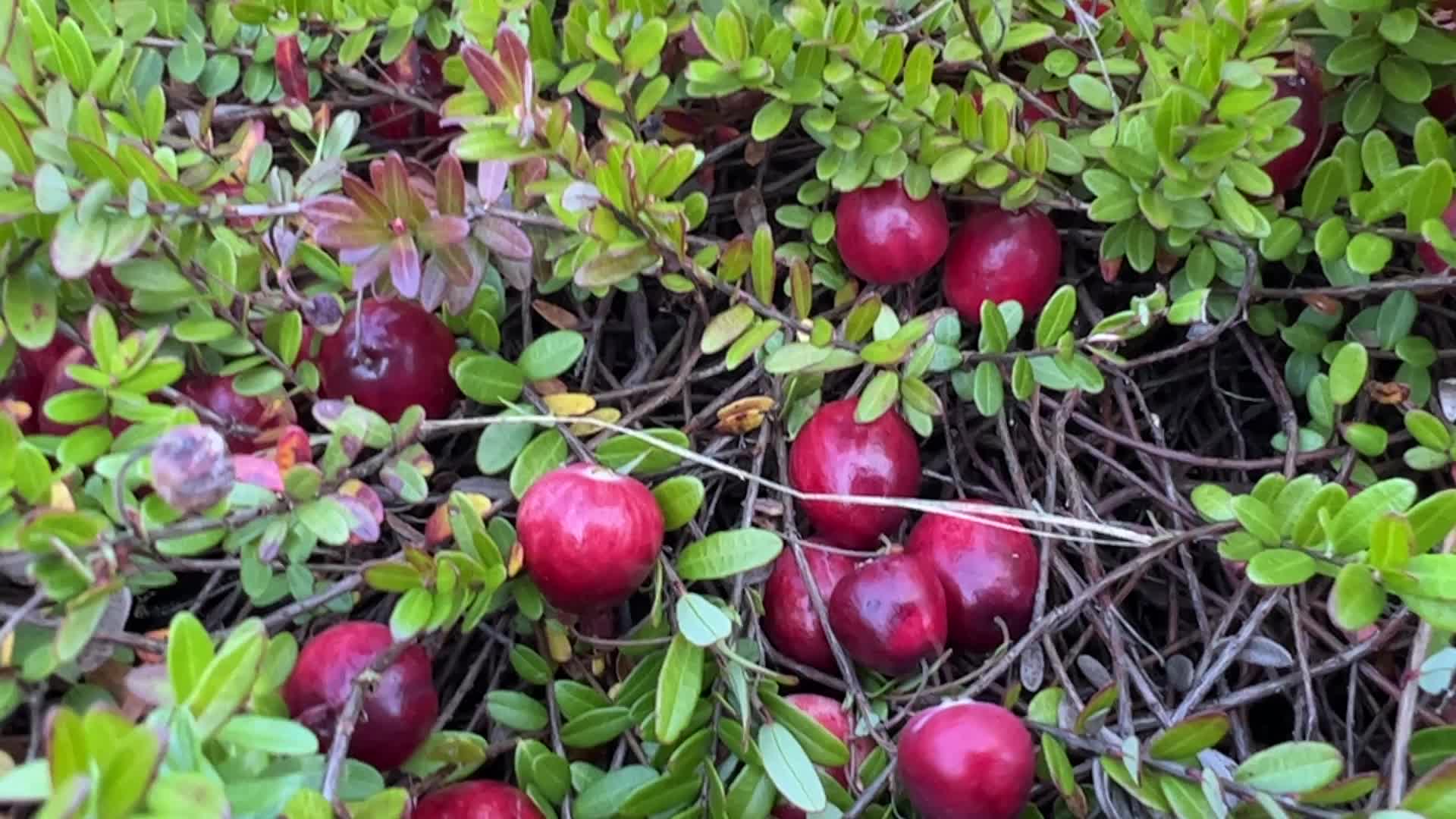 Cranberry harvest in Ontario