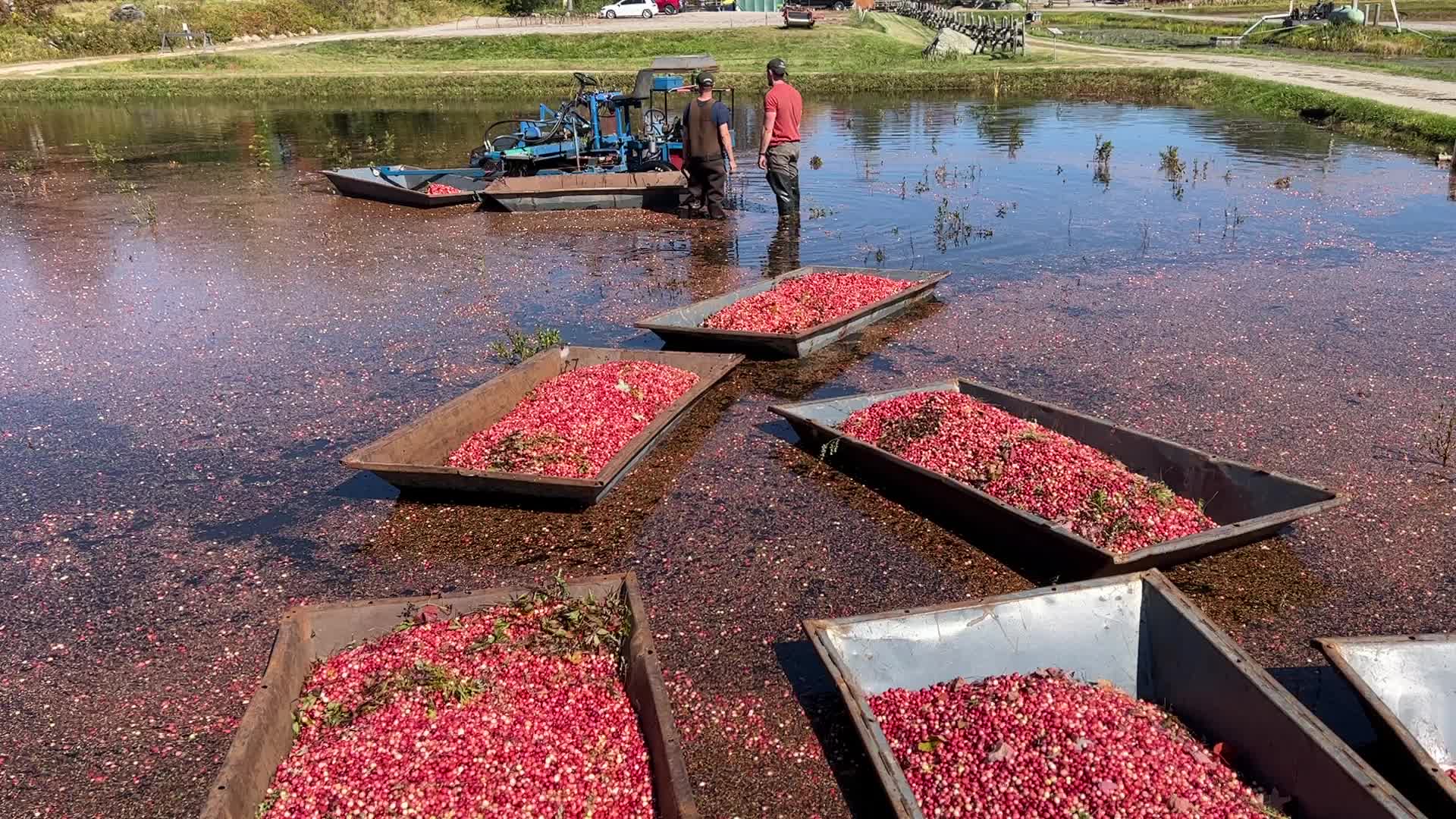 Cranberry harvest in Ontario