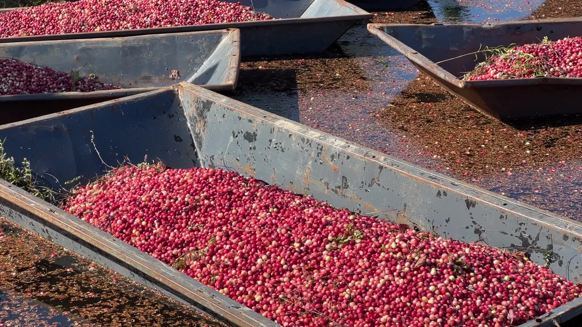 Cranberry harvest in Ontario