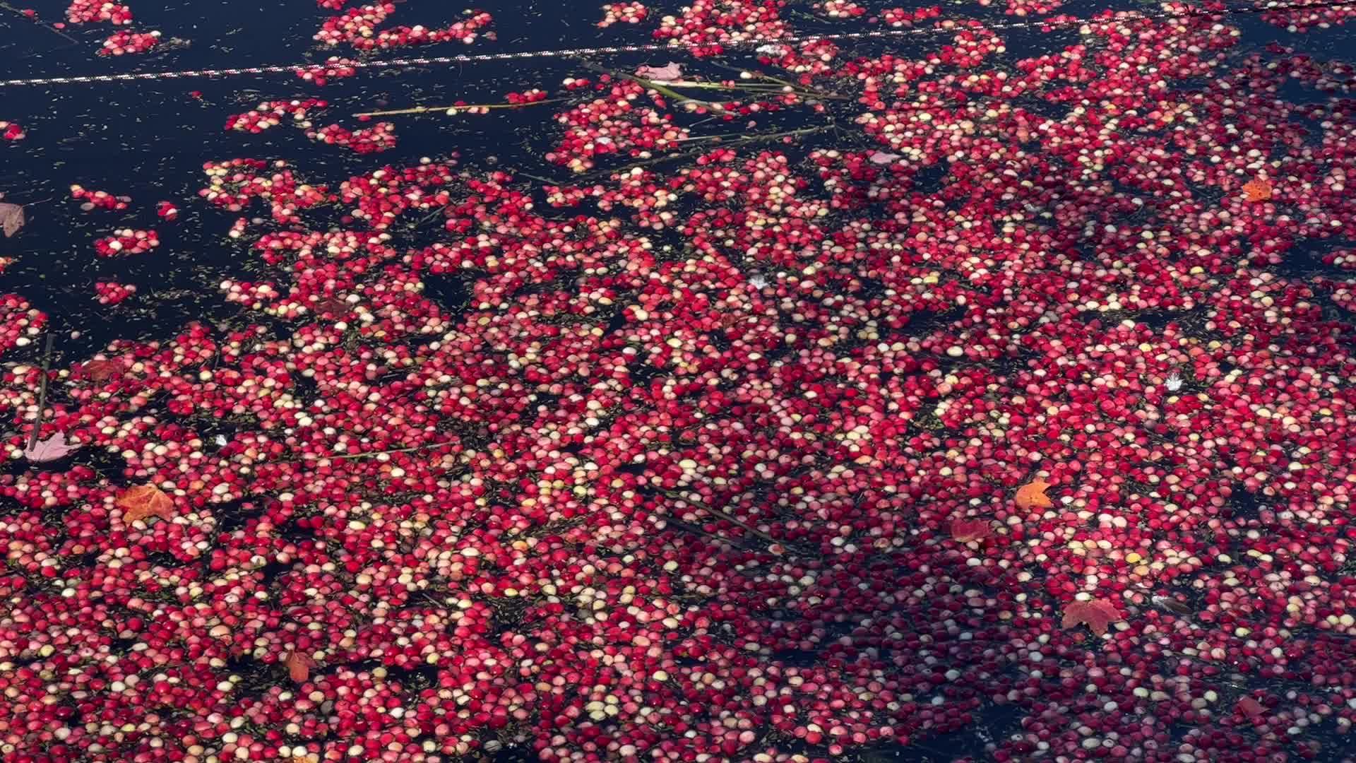 Cranberry harvest in Ontario