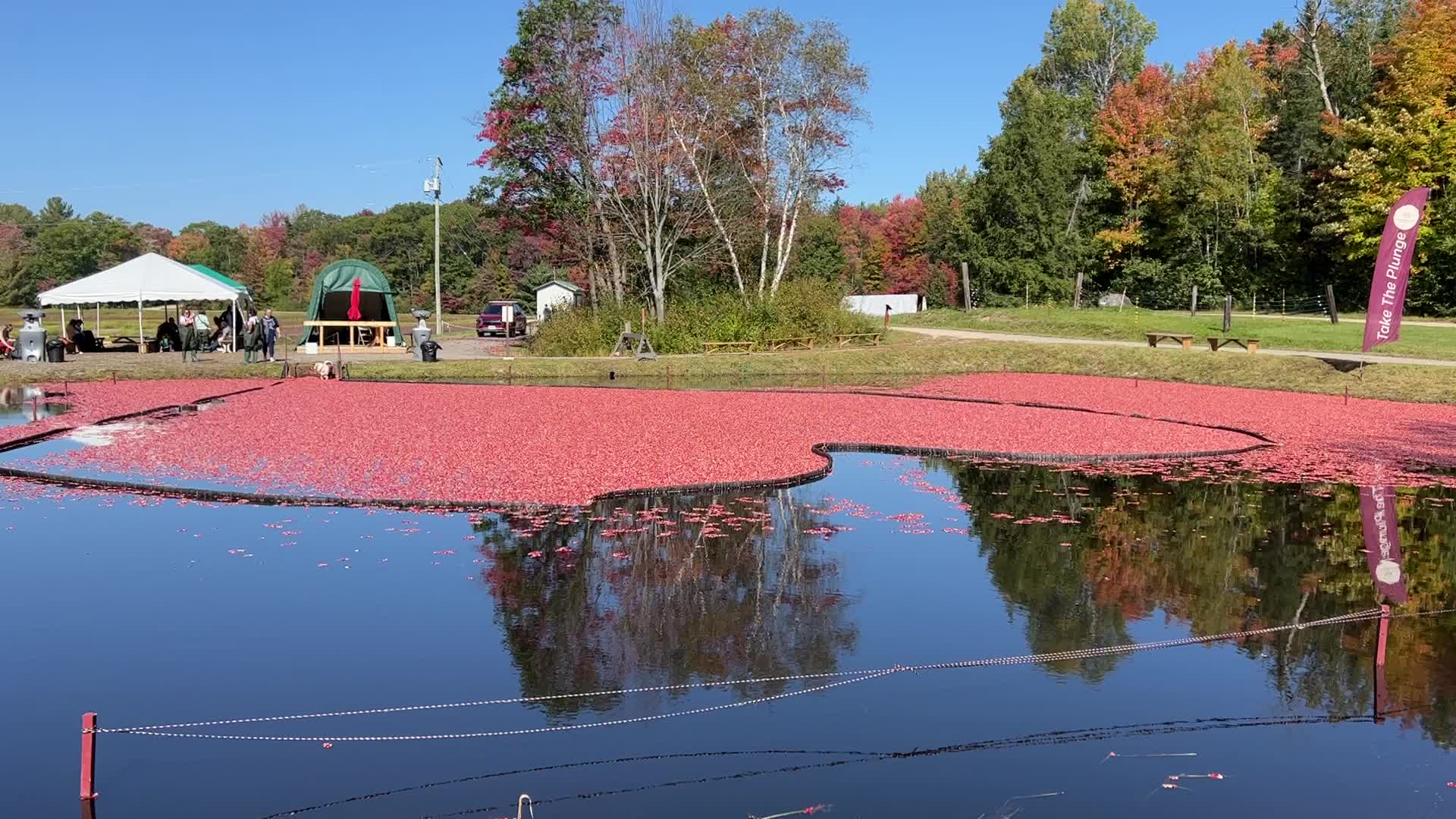 Cranberry harvest in Ontario
