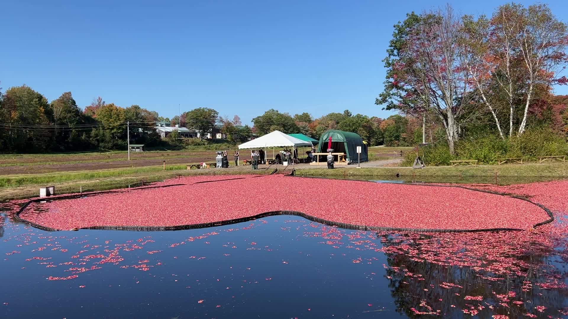 Cranberry harvest in Ontario