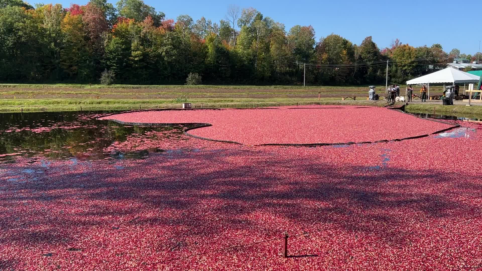 Cranberry harvest in Ontario