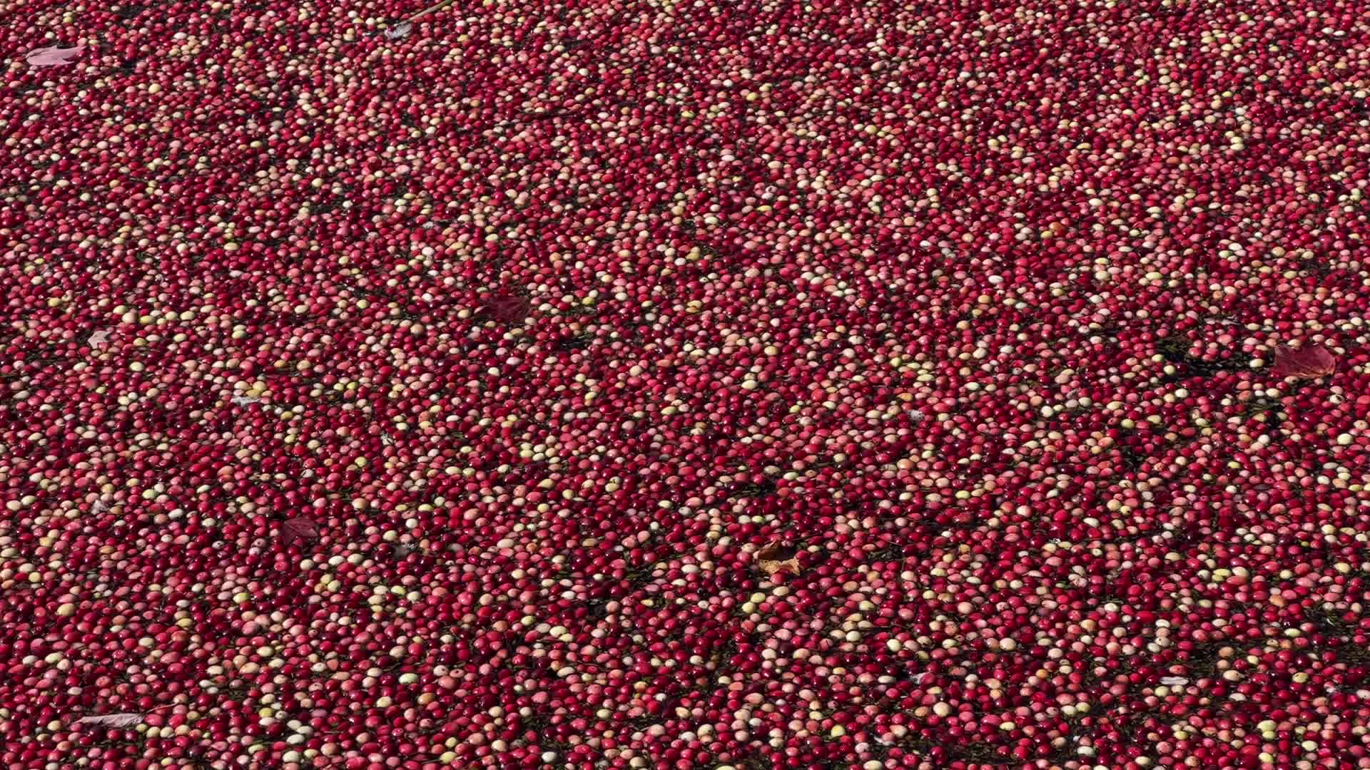 Cranberry harvest in Ontario