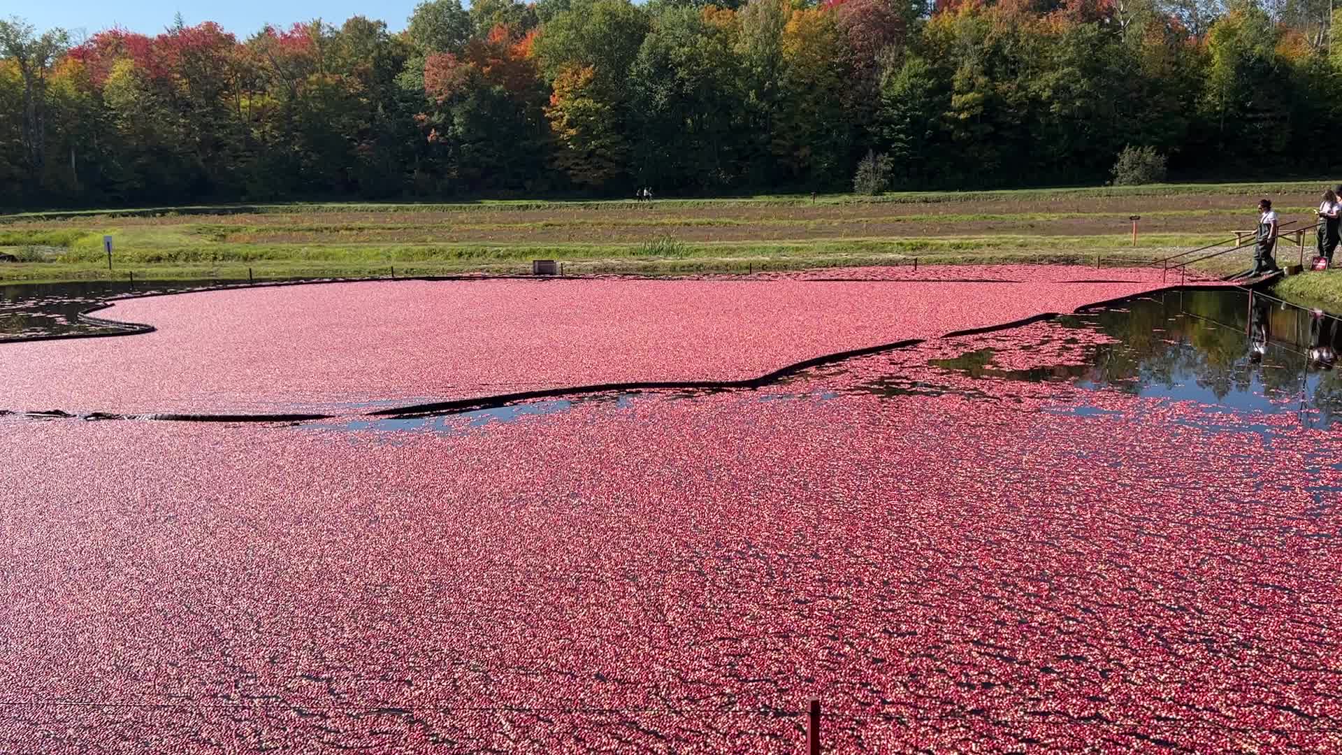 Cranberry harvest in Ontario
