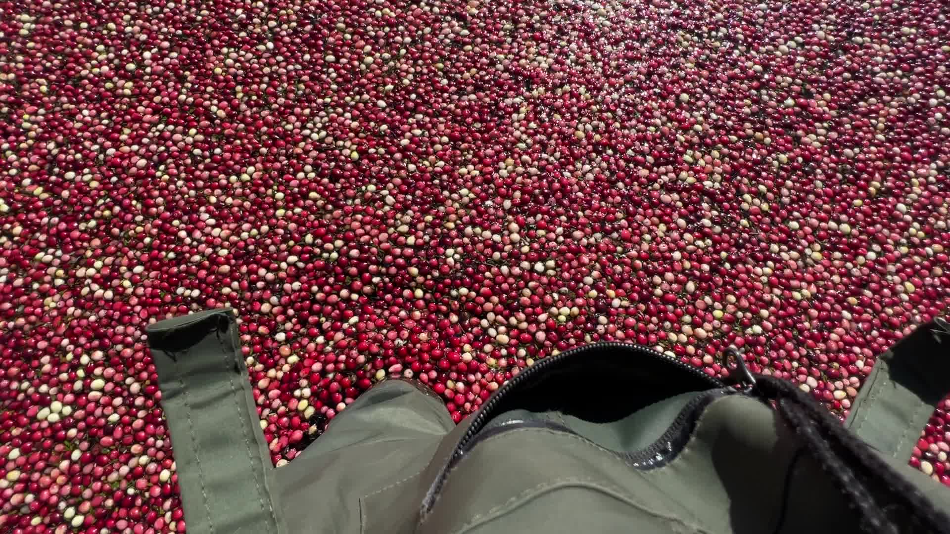 Cranberry harvest in Ontario
