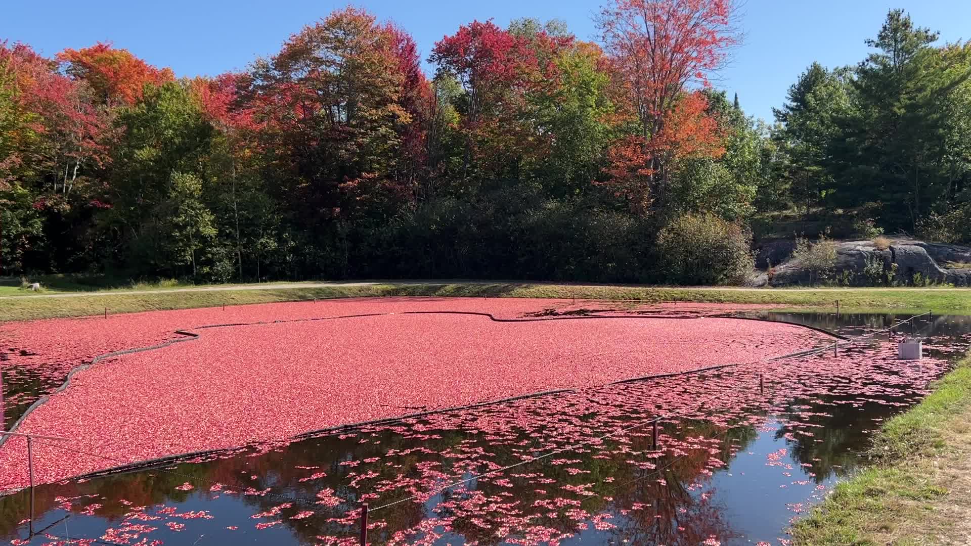 Cranberry harvest in Ontario