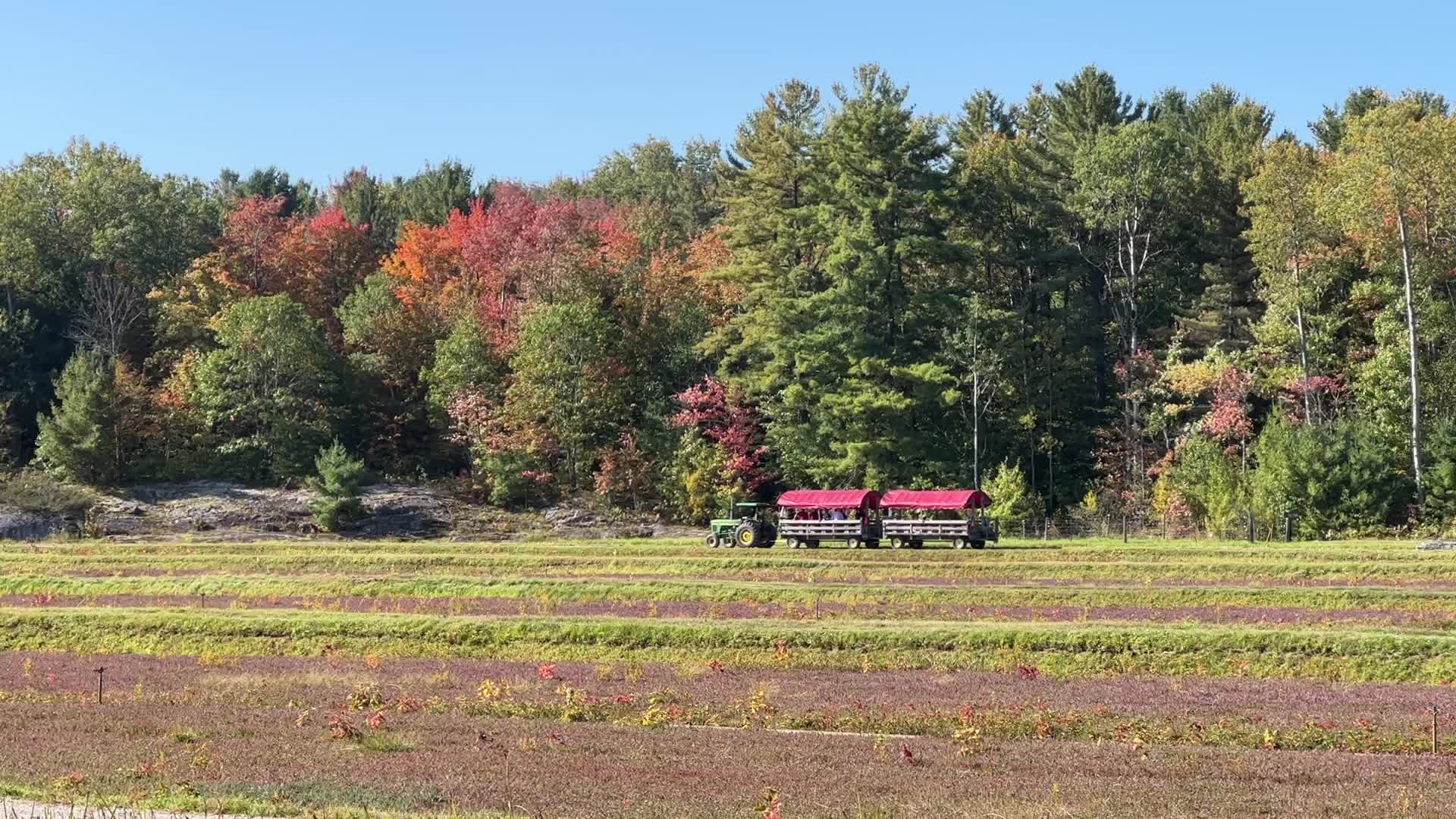Cranberry harvest in Ontario