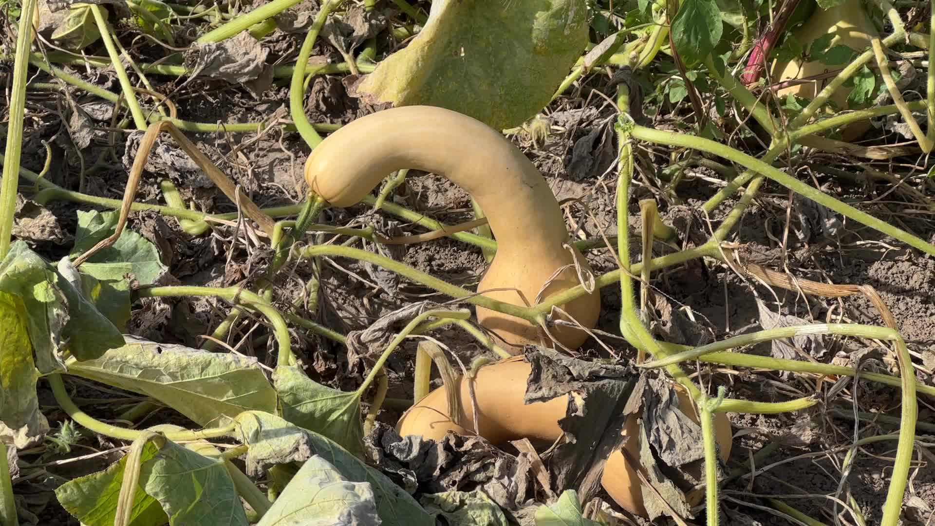 Large butternut squash in Canada