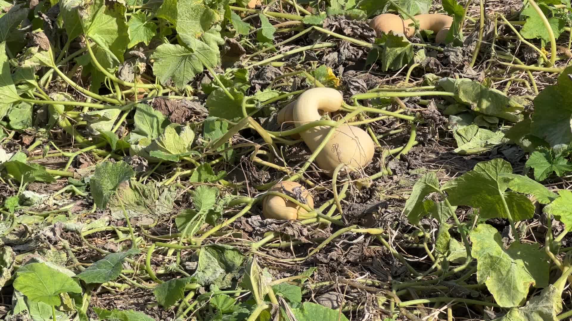 Large butternut squash in Canada