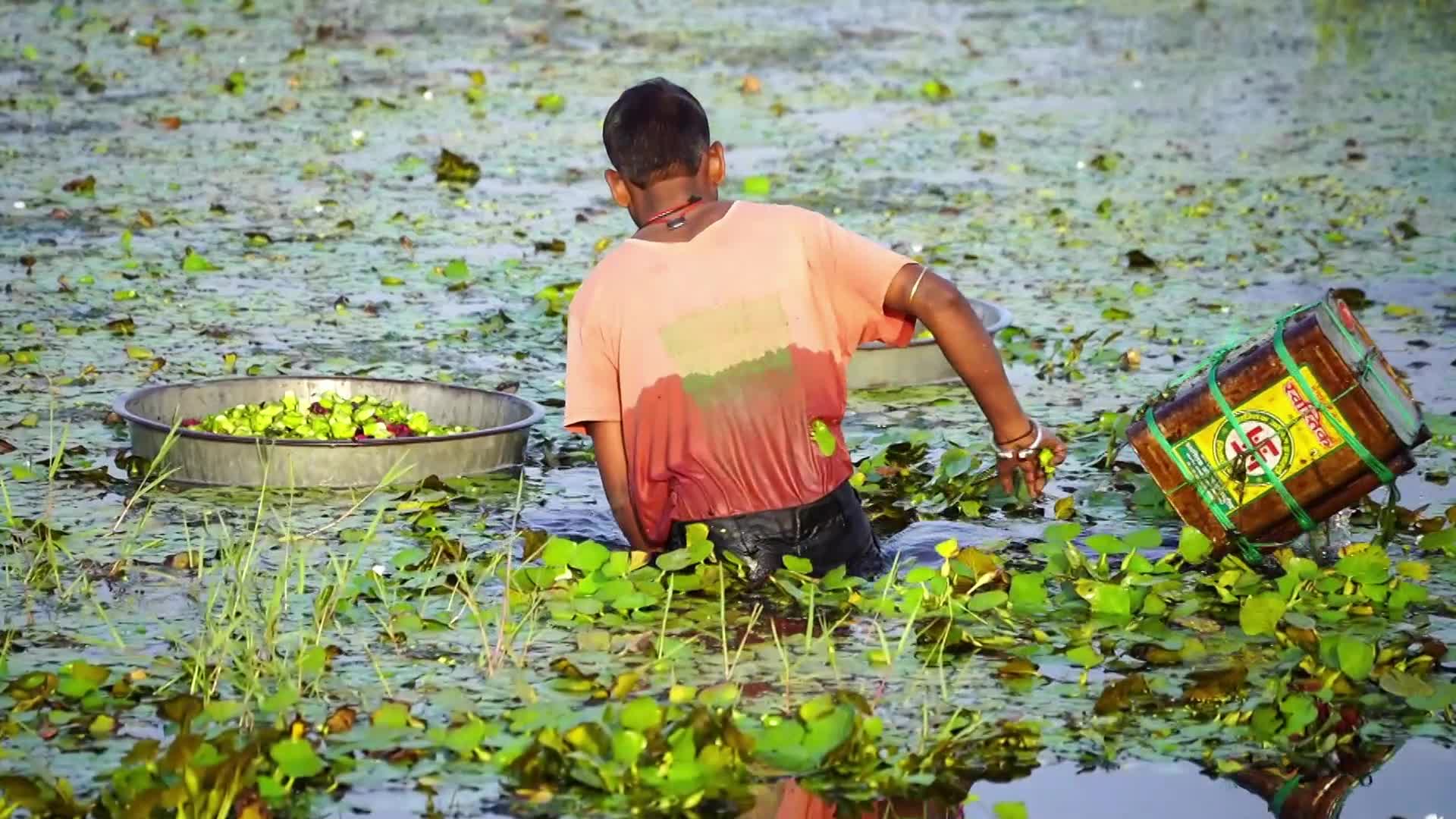 Indian Farmers harvests water chestnuts in India