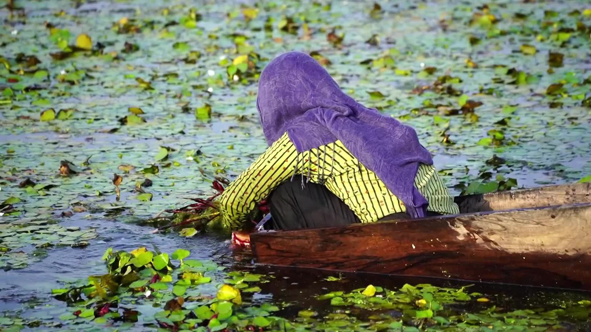 Indian Farmers harvests water chestnuts in India