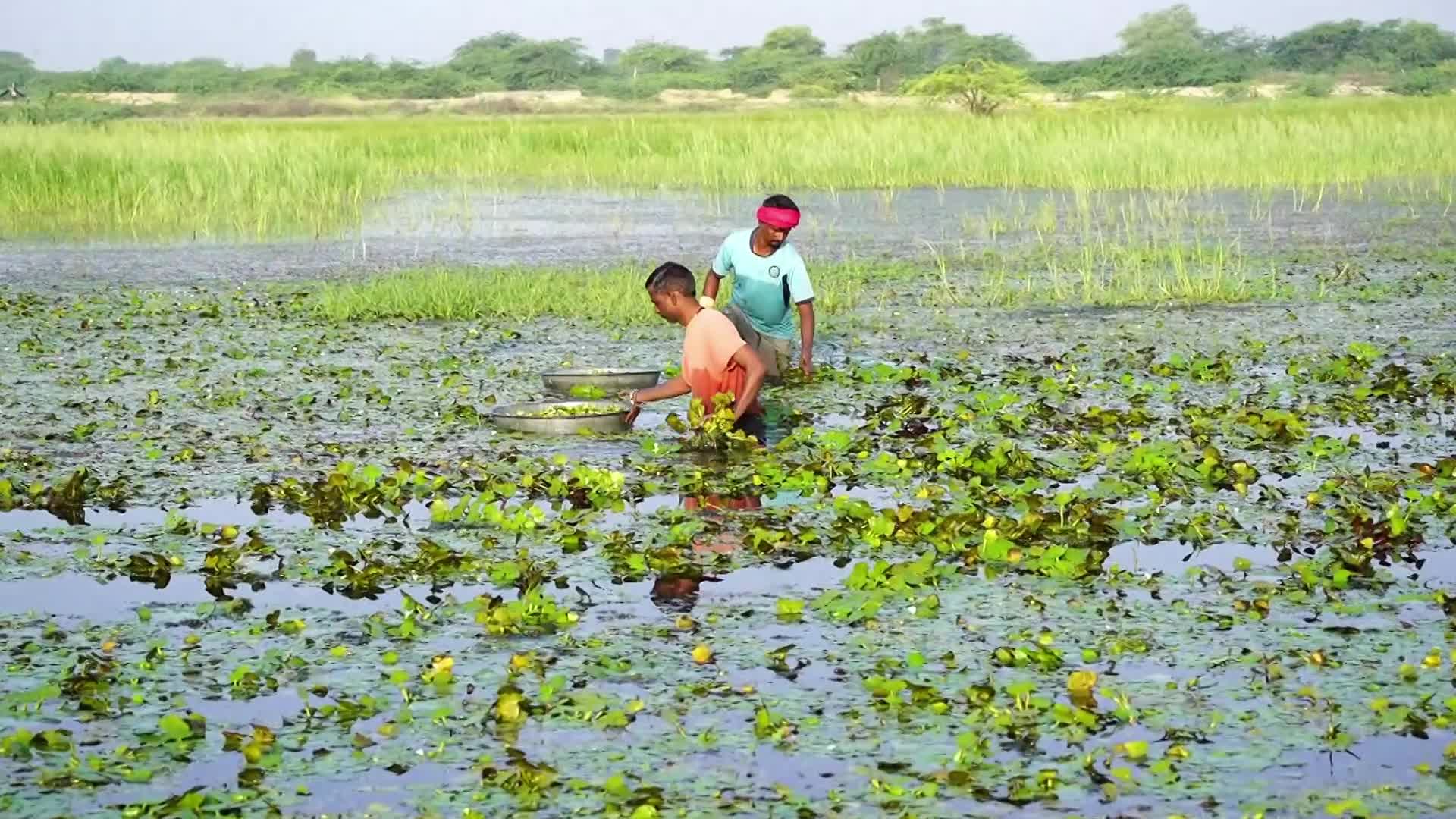 Indian Farmers harvests water chestnuts in India