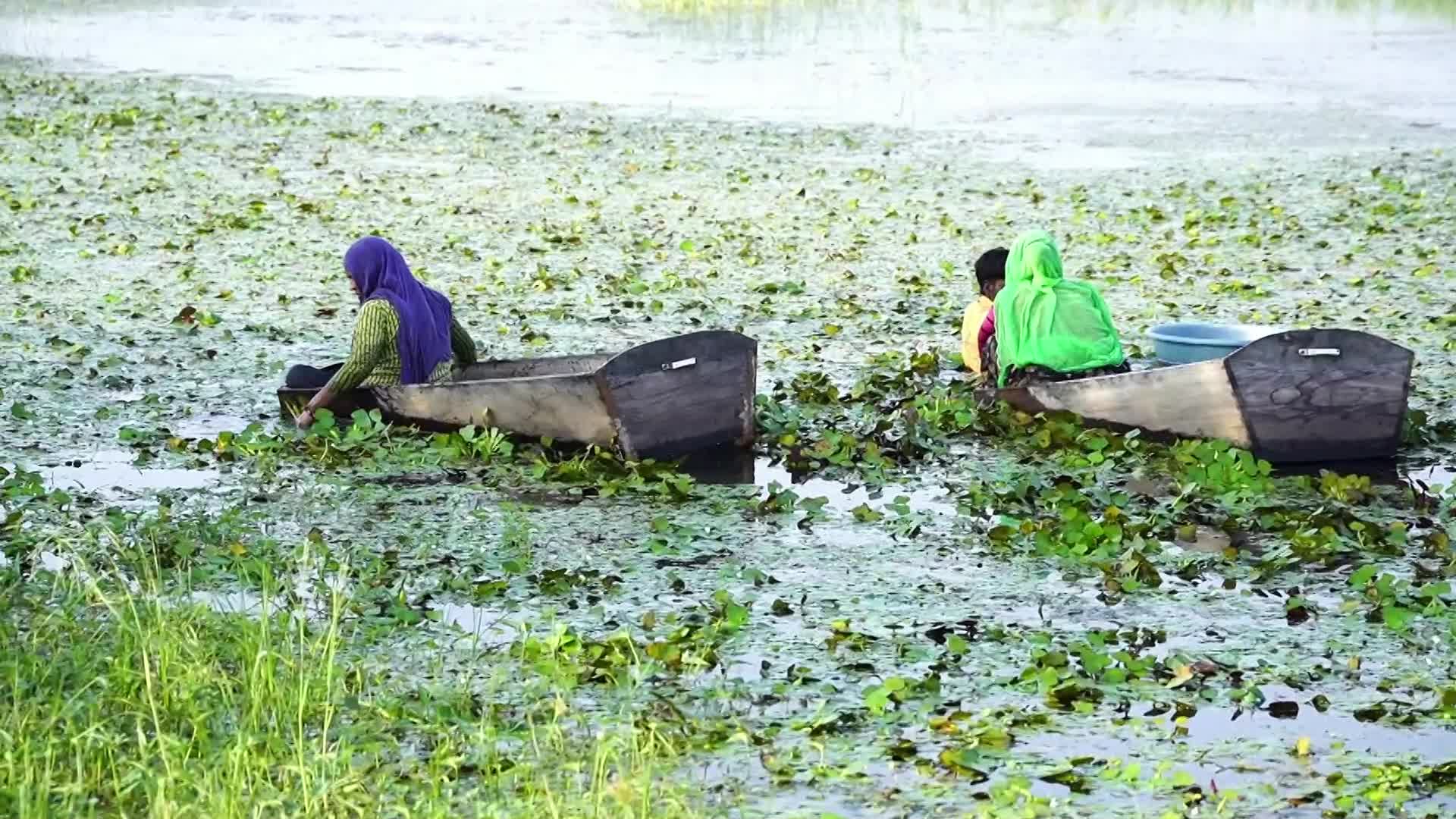 Indian Farmers harvests water chestnuts in India