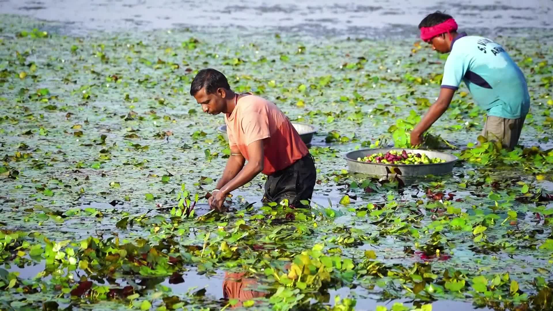 Indian Farmers harvests water chestnuts in India