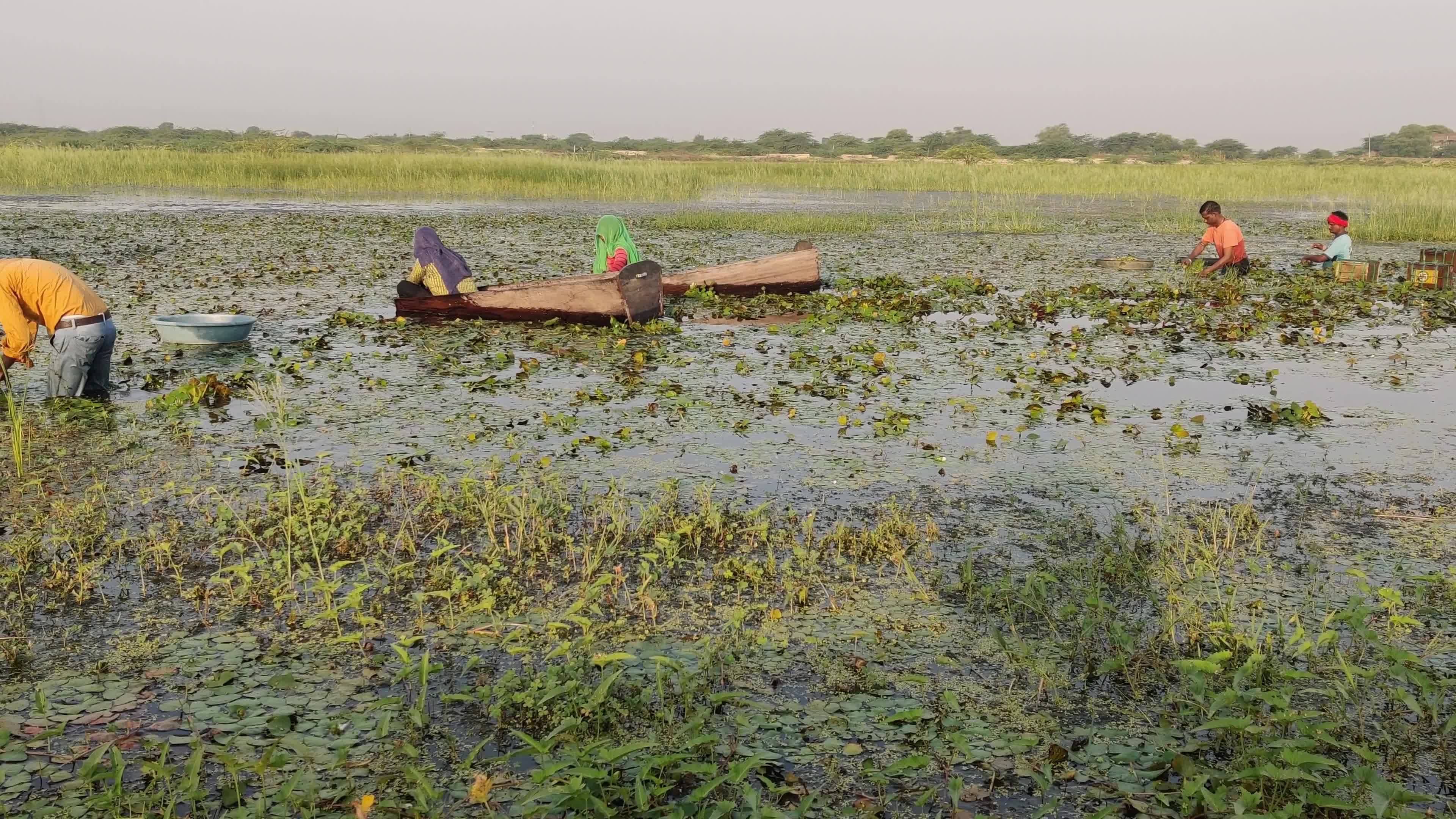 Farmers harvests water chestnuts in India