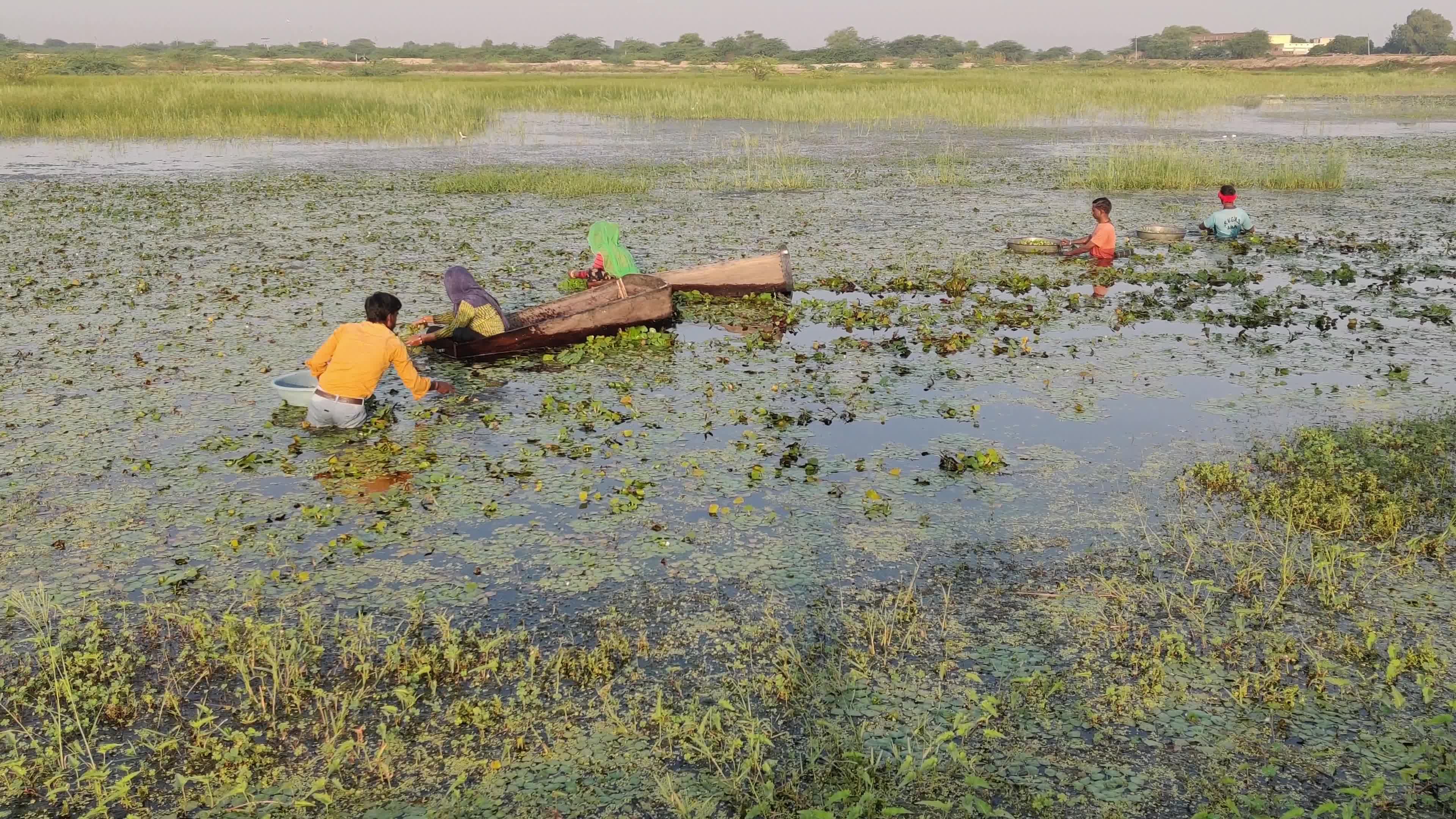 Farmers harvests water chestnuts in India