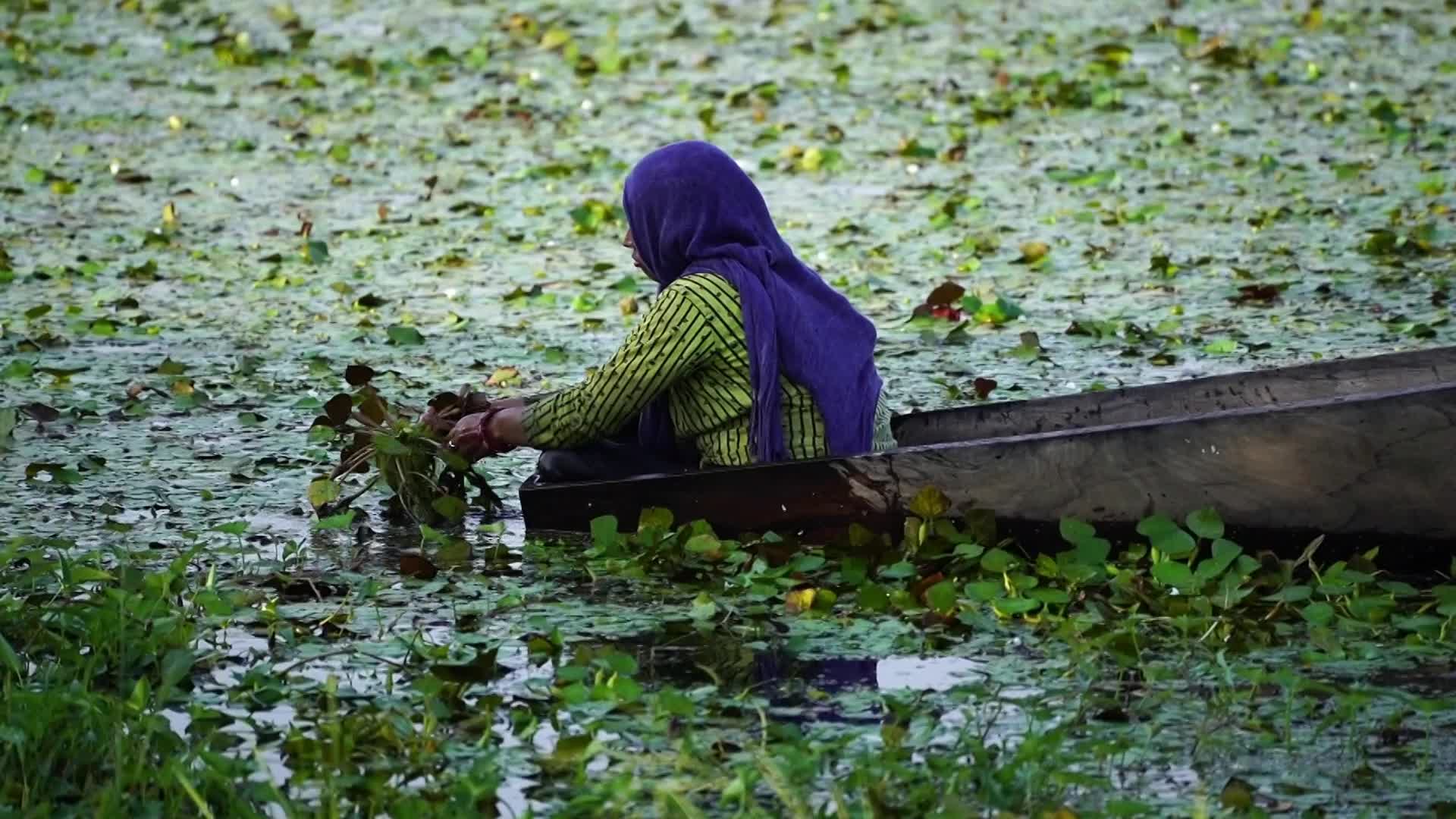 Indian Farmers harvests water chestnuts in India