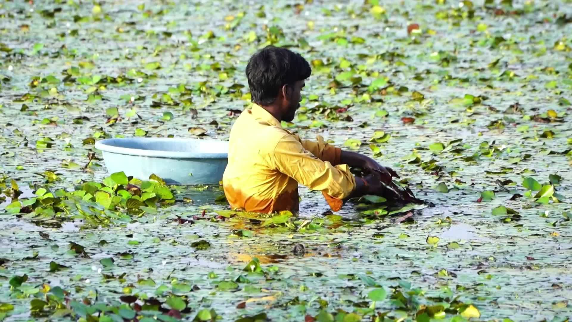 Indian Farmers harvests water chestnuts in India