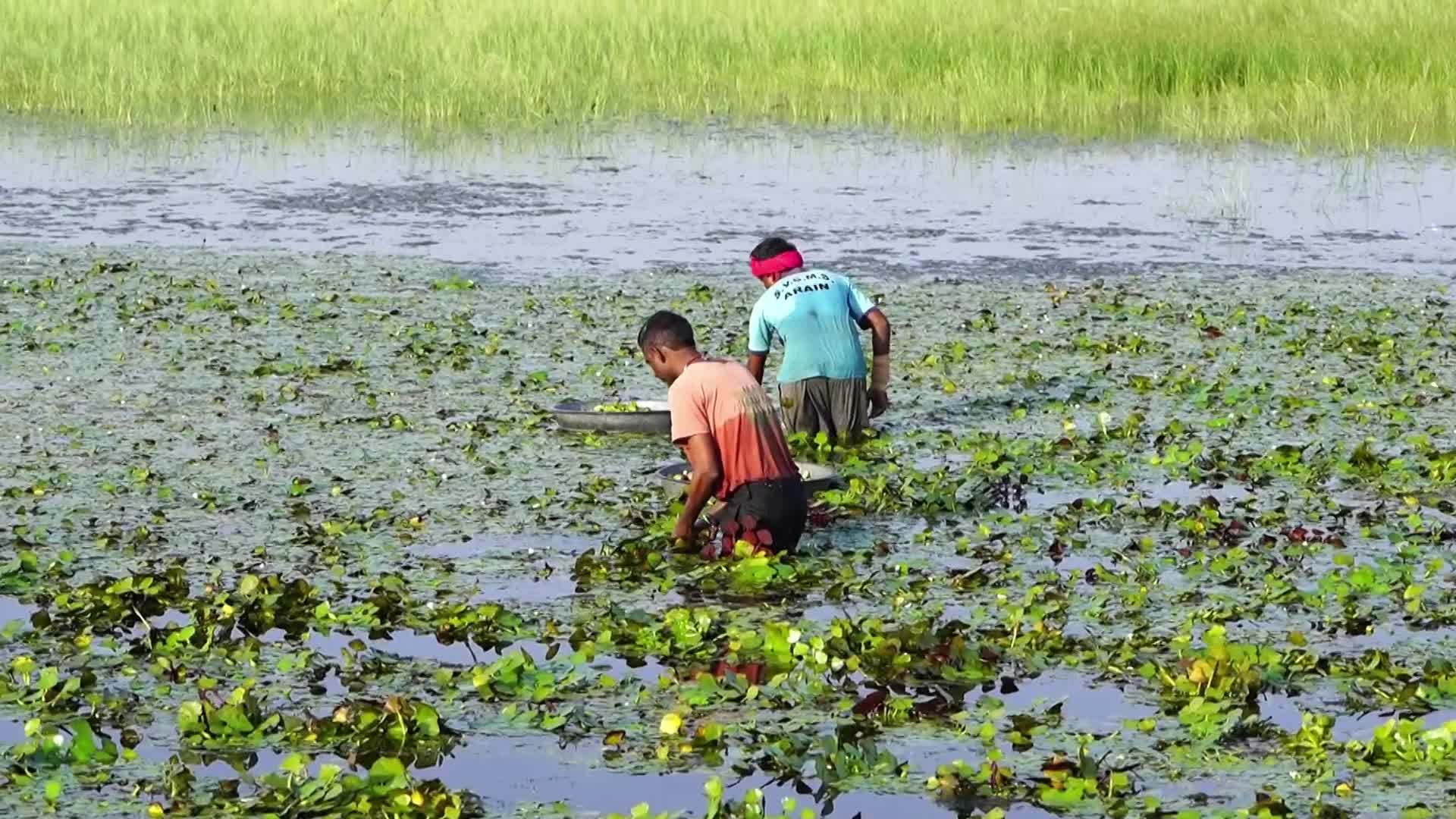 Indian Farmers harvests water chestnuts in India