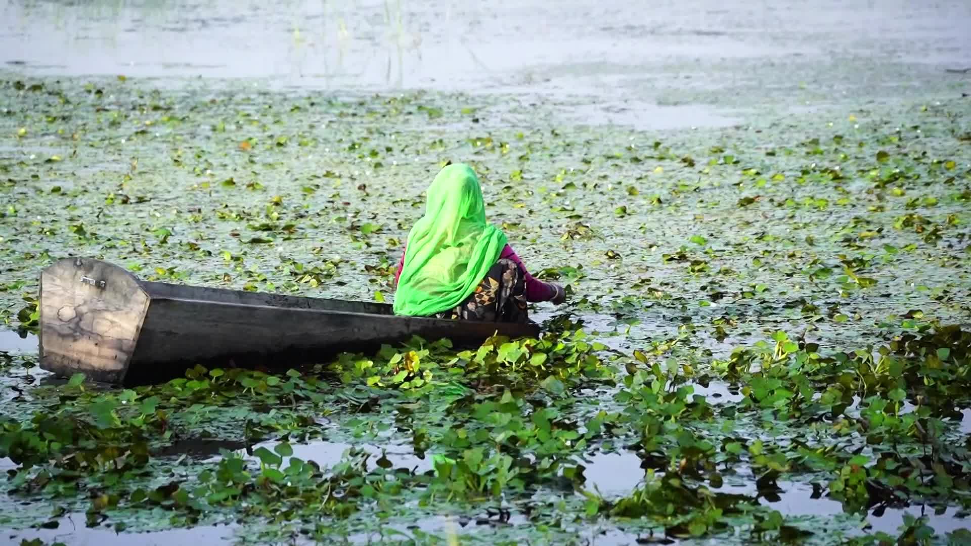 Indian Farmers harvests water chestnuts in India
