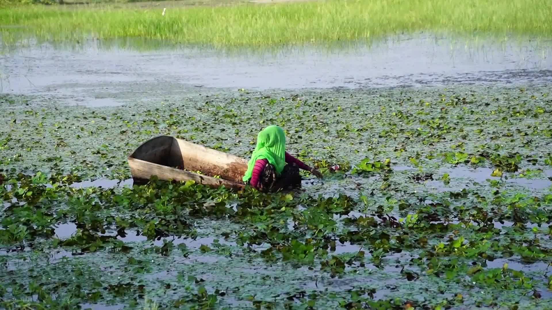 Indian Farmers harvests water chestnuts in India