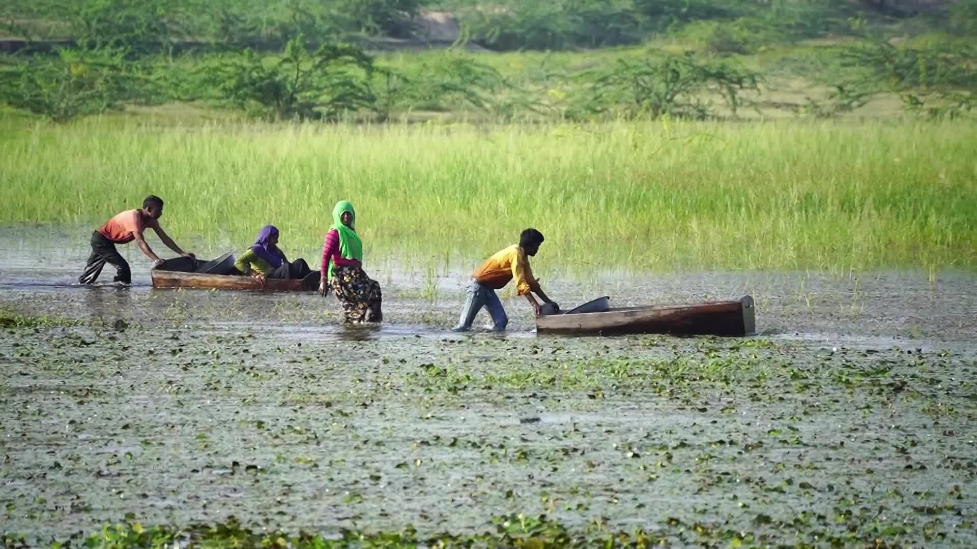Indian Farmers harvests water chestnuts in India