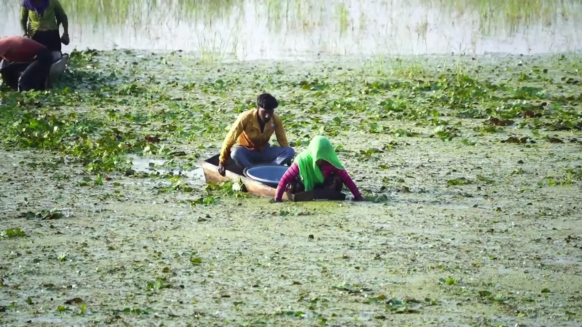 Indian Farmers harvests water chestnuts in India