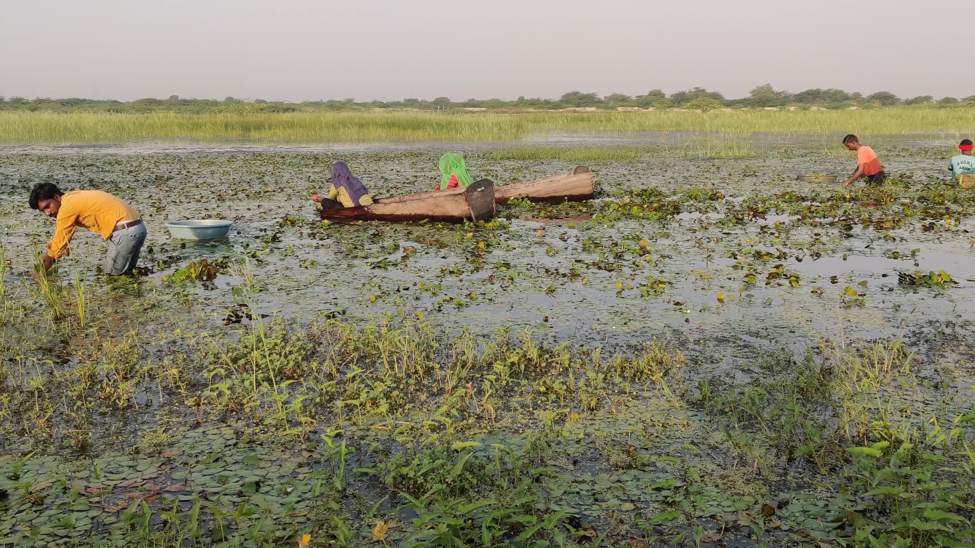 Farmers harvests water chestnuts in India