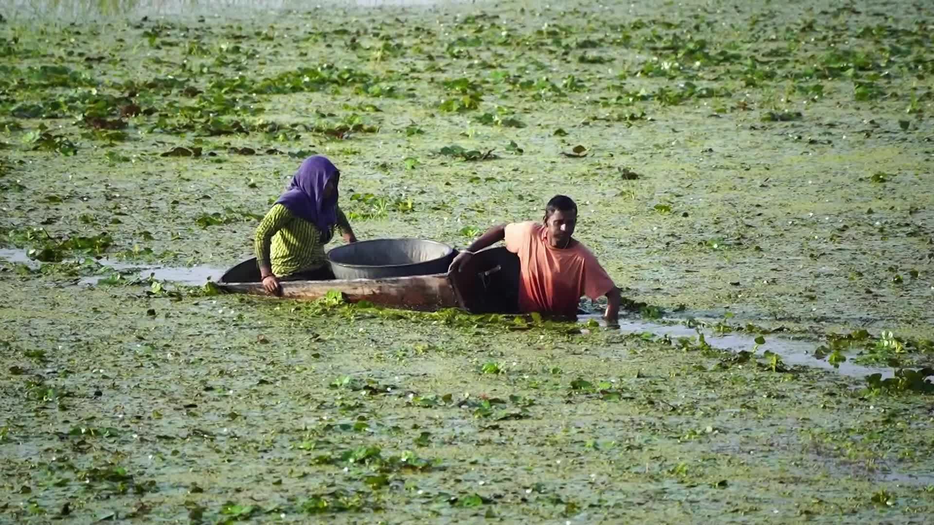 Indian Farmers harvests water chestnuts in India