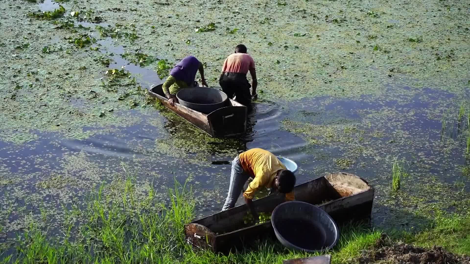Indian Farmers harvests water chestnuts in India