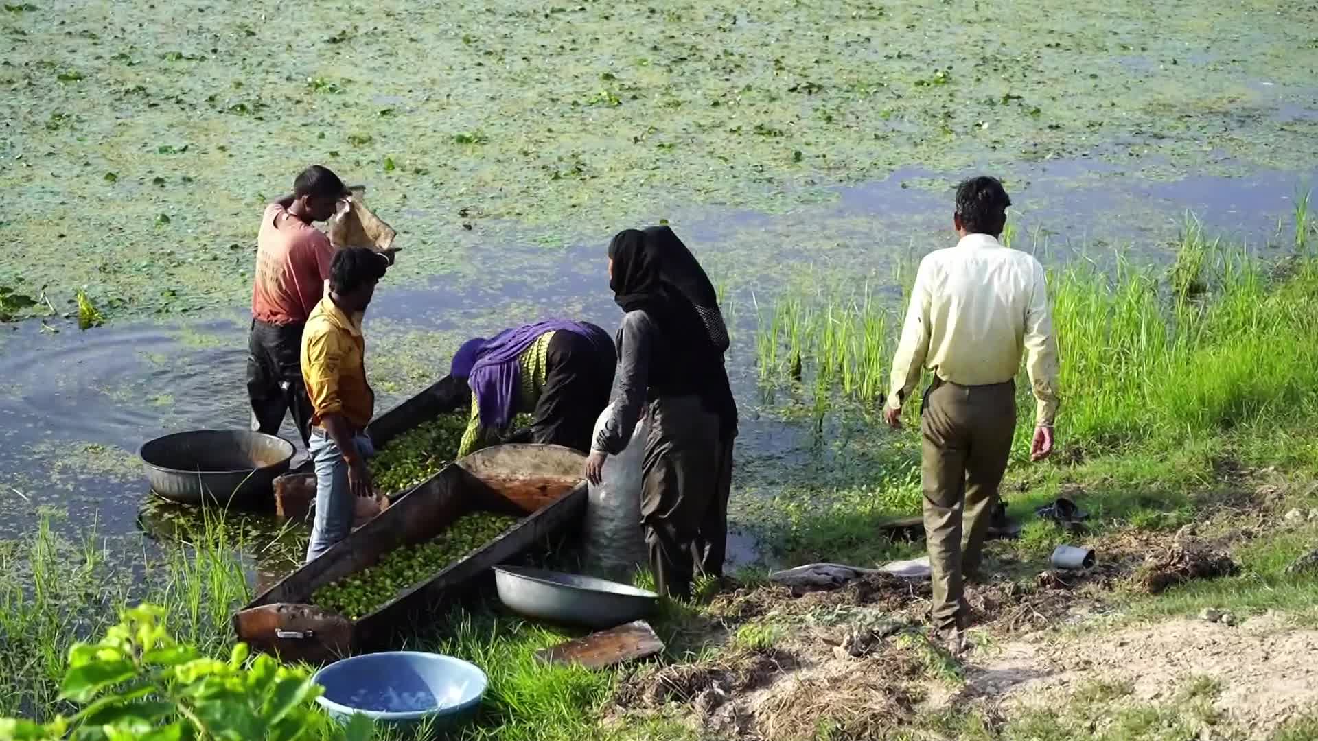 Indian Farmers harvests water chestnuts in India