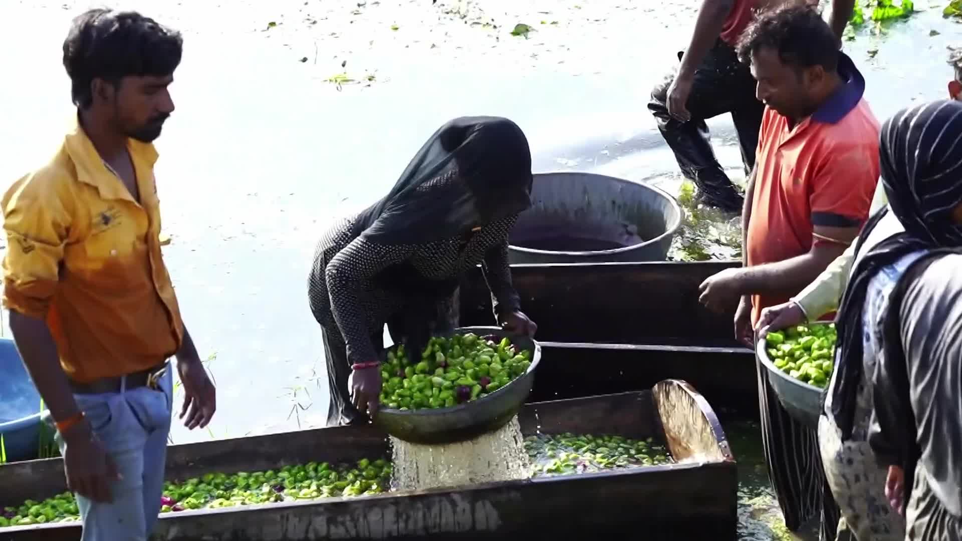 Indian Farmers harvests water chestnuts in India