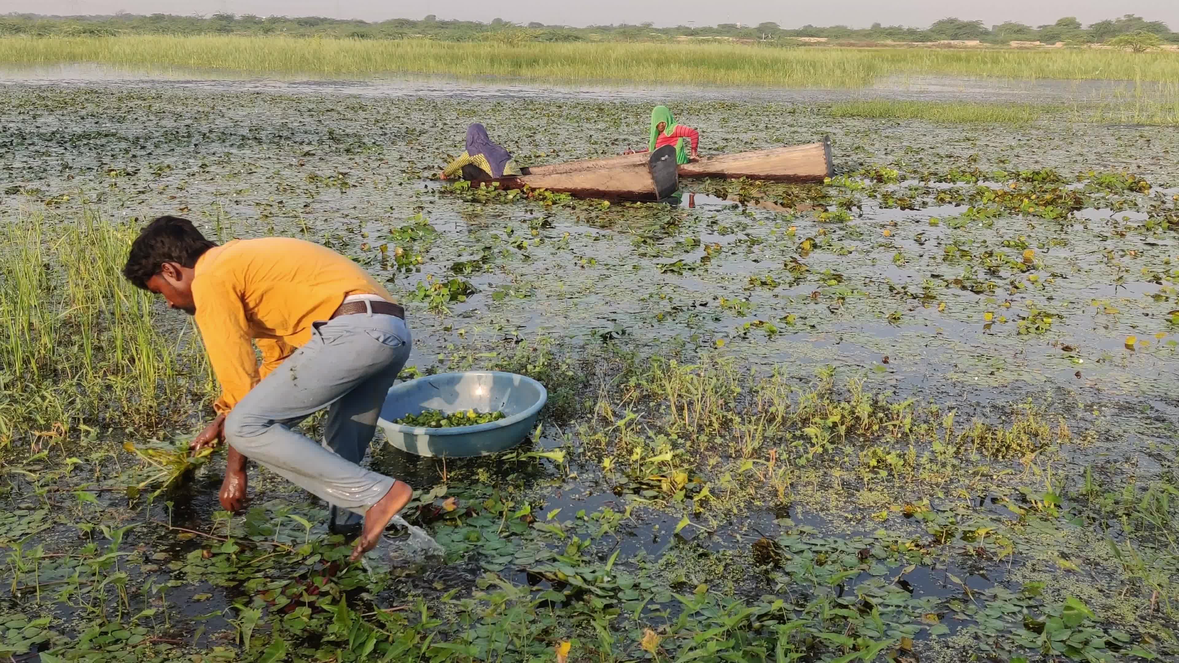 Farmers harvests water chestnuts in India