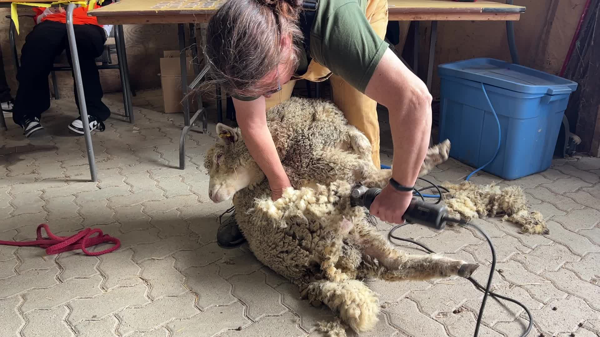 Sheep shearing