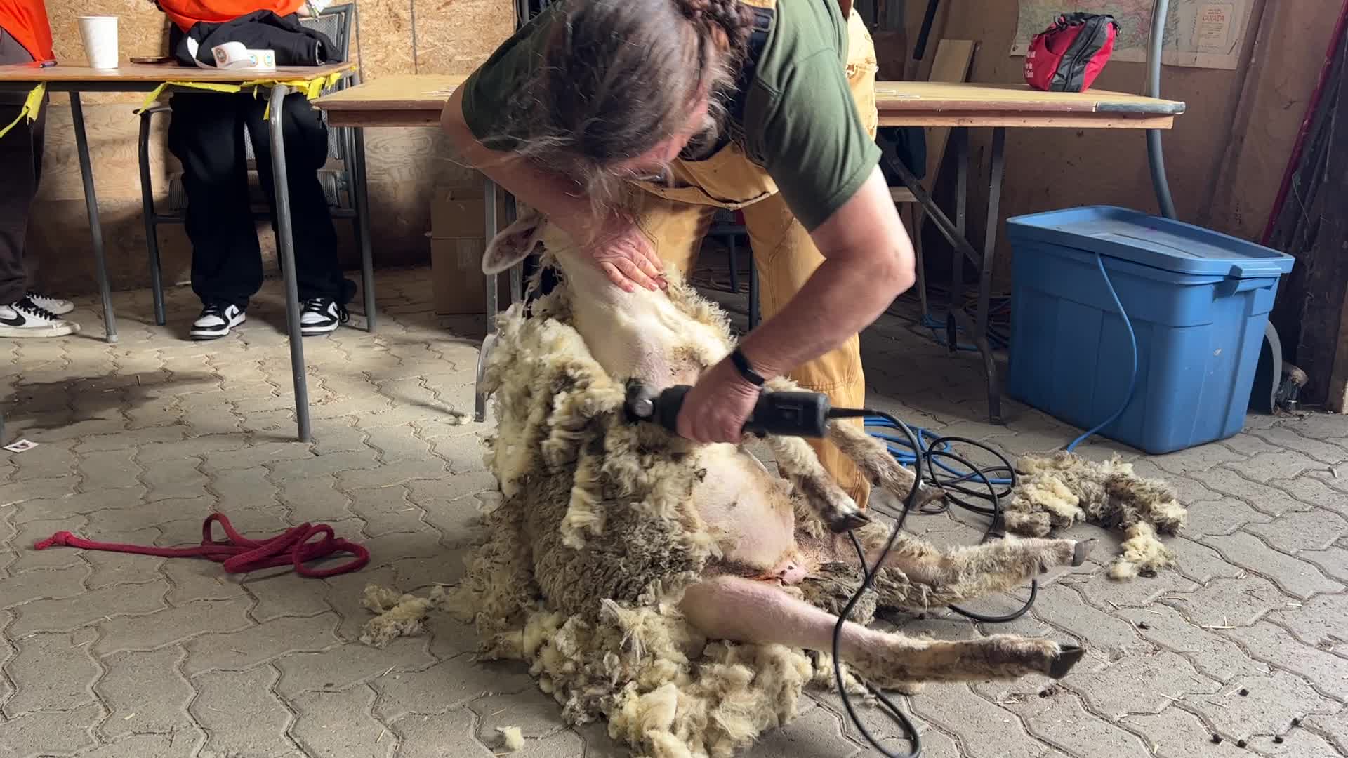 Sheep shearing