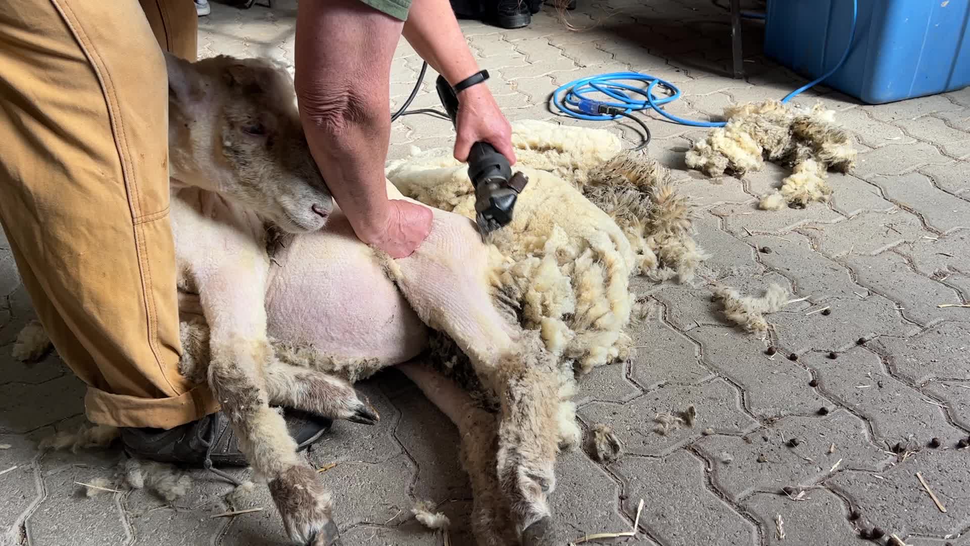 Sheep shearing