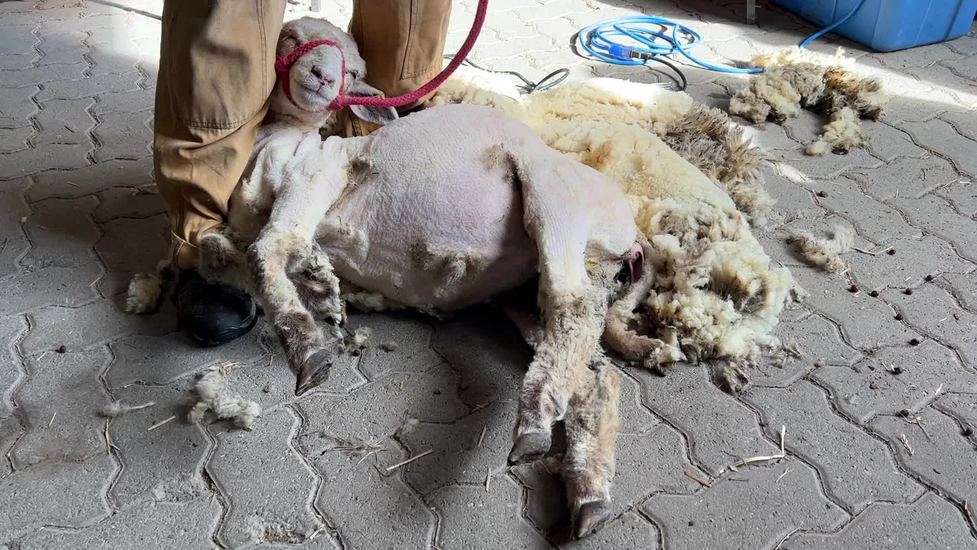 Sheep shearing