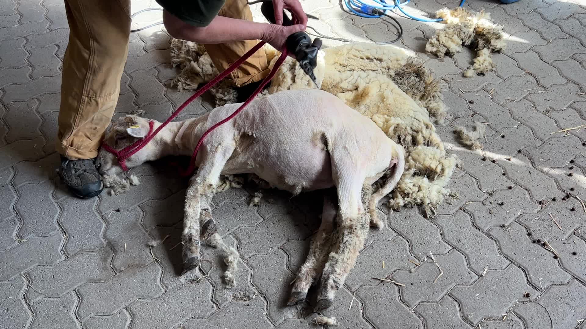 Sheep shearing